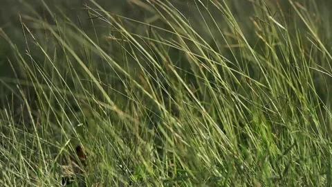 Green grass blowing in the wind. Stock Footage 153961714