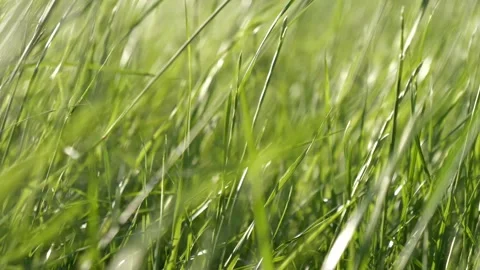 Green grass blowing in the wind Stock Footage 160502641