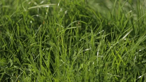Green grass blowing in the wind Video stock 232993490