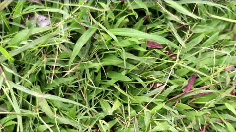 Green grass blowing in the wind Stock Footage 233764570