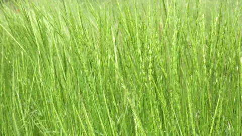 Green Grass Blowing the Wind, Fresh Spring Lawn, Meadow in Breeze Stock Footage 345153236