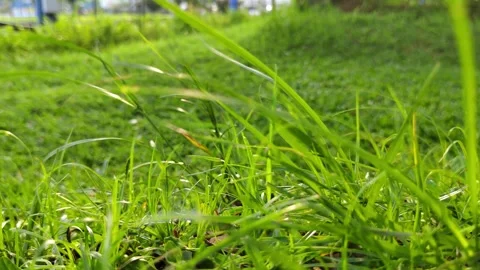Green grass blowing in the wind with the shadow of the vehicle behind Stock Footage 308344791