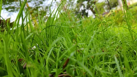 Green grass blowing in the wind with the shadow of the vehicle behind Stock Footage 308344848