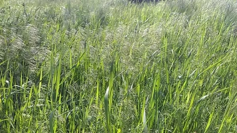 Green grass blowing in the wind, silver green grass sway in the wind. Video stock 163747016