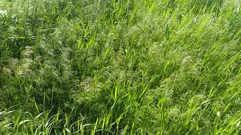 Green grass blowing in the wind, silver green grass sway in the wind. Video stock 163747017