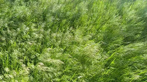 Green grass blowing in the wind, silver green grass sway in the wind. Video stock 163747029