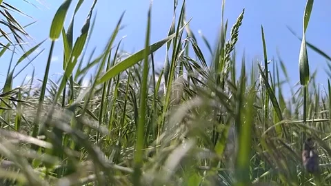 Green grass blowing in the wind, silver green grass sway in the wind. Video stock 163747124