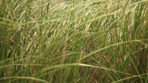 Green Grass Blowing in the Wind with Soft Focus Zoom Out Stock Footage 499933