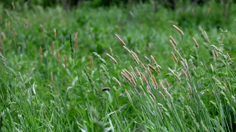 Green Grass Blowing In The Wind, Summer Nature Abstract. Landscape Portrait. Mot Stock Footage 197576112