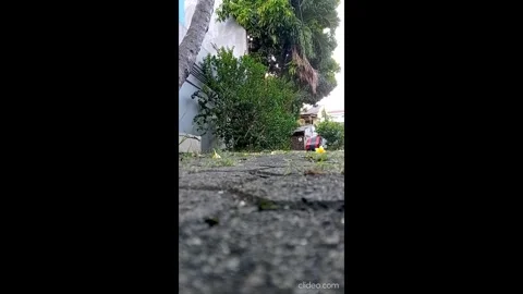 Green grass blowing in the wind, sway in the wind with fallen flowers Vídeo Stock 335996400