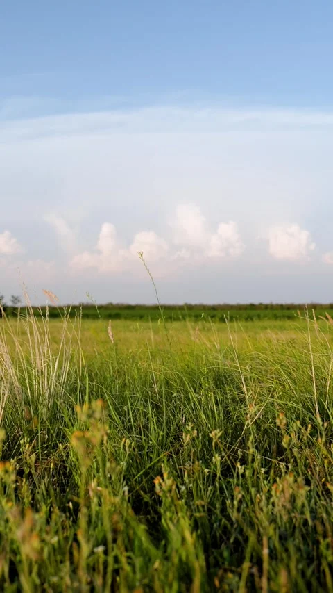 Green grass blowing in wind. Swaying grass in nature park in summer. Beautiful Stock Footage 306863346