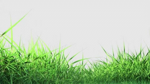 Green Grass Blowing in Wind on Transparent Alpha Stock Footage 346336247