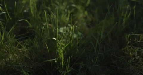 Green grass blowing in the wind under old tree,slow motion, part 1 Vídeos de archivo 253511942