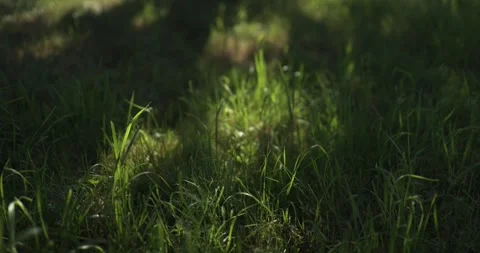 Green grass blowing in the wind under old tree,slow motion, part 2 Vídeos de archivo 253512430