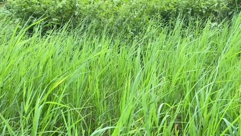 Green grass that is blown by the wind in the afternoon Stock Footage 304753096