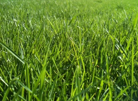Green grass blown by wind Video stock 4783024