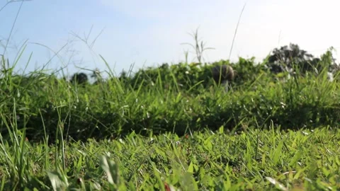 The green grass is blown by the wind Stock Footage 235754597
