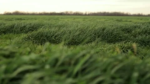 Green grass blows gently in the wind 1 Stock Footage 21913212