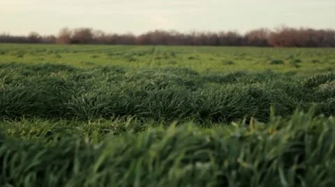 Green grass blows gently in the wind 2 Stock Footage 21913213