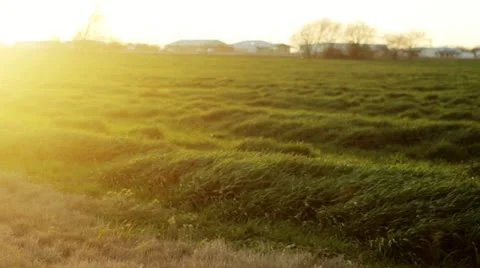 Green grass blows gently in the wind 3 Stock Footage 21913217