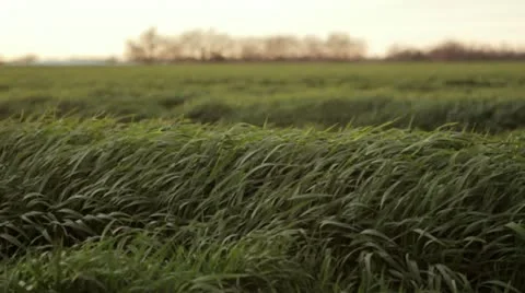 Green grass blows gently in the wind 4 스톡 동영상 21913237