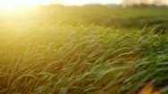 Green Grass Blows Gently In The Wind 5 Stock Footage