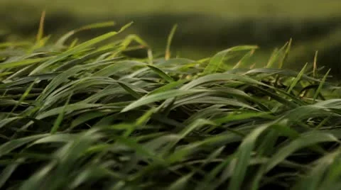Green grass blows gently in the wind 6 Stock Footage 21913594