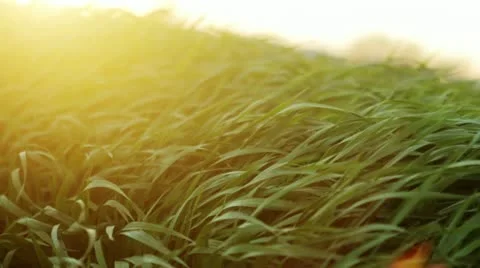 Green grass blows gently in the wind 7 Stock Footage 21913595