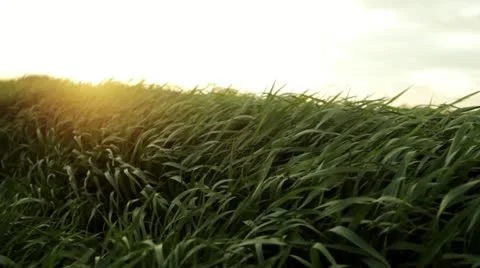 Green grass blows gently in the wind 8 스톡 동영상 21913599