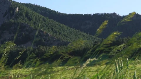 Green grass blows in the wind. Slow motion. Stock Footage 122937884
