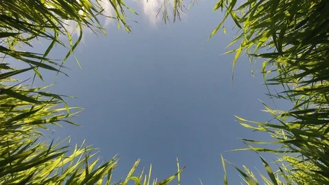 Green grass on blue sky background Video stock 76917125