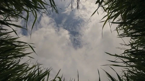 Green grass on blue sky background Video stock 76994146