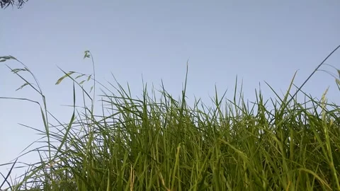Green grass with blue sky in the background in Bosa, Bogotá – Colombia Stock Footage 277719193
