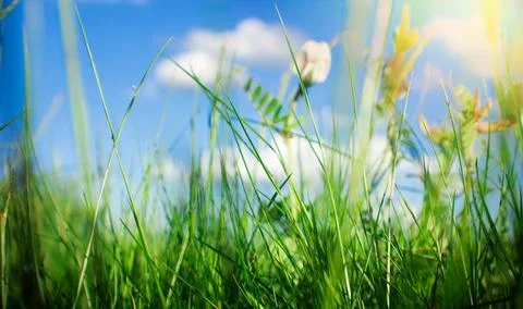 Green grass with blue sky on background. Natural texture. Natural background  스톡 사진