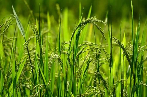 Green grass blue sky cloud cloudy landscape background Stock Photos