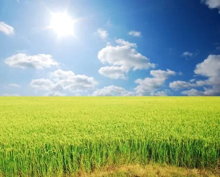 Green grass blue sky cloud cloudy landscape background Stock Photos