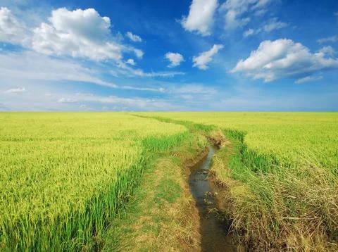 Green grass blue sky cloud cloudy landscape background Stock Photos