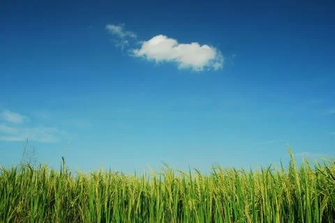 Green grass blue sky cloud cloudy landscape background Stock Photos