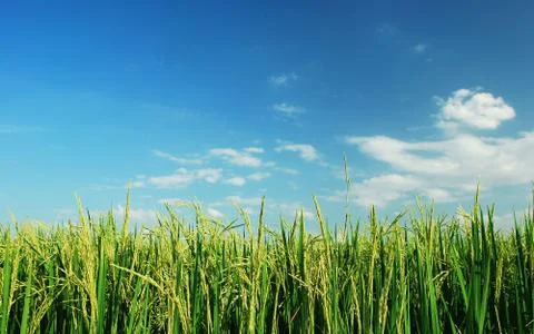 Green grass blue sky cloud cloudy landscape background Stock Photos