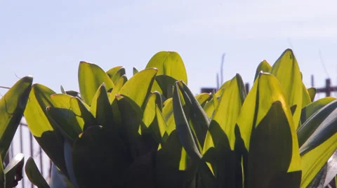 Green grass, blue sky Video stock 36966130