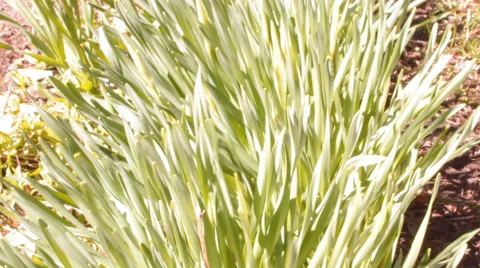 Green grass, blue sky Stock Footage 36966724