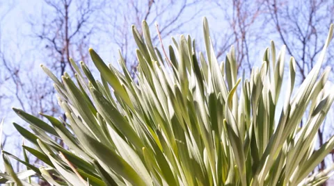 Green grass, blue sky Stock Footage 36966744