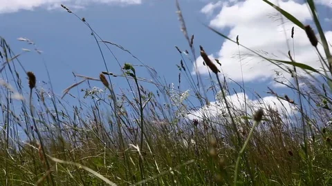Green grass in a blue sky Stockbeeldmateriaal 111466857