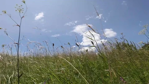 Green grass in a blue sky Видео 111477220