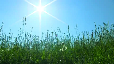 Green grass, blue sky with glowing sun 库存影片 24579178