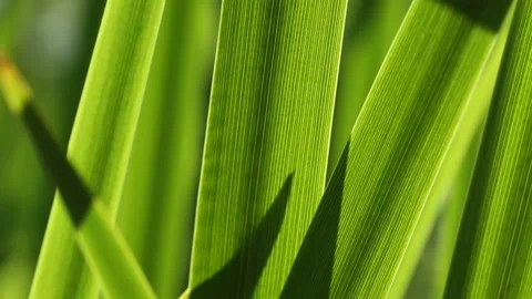 Green grass blur in the background of bright sunlight from the back Stock Footage 220100523