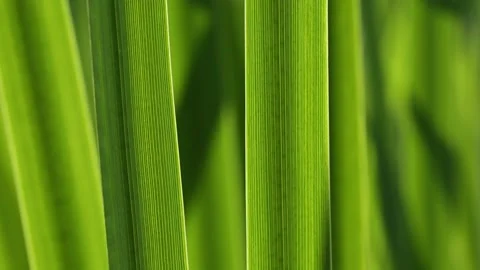 Green grass blur in the background of bright sunlight from the back Stock Footage 220101071