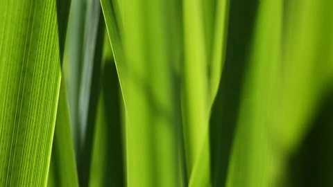 Green grass blur in the background of bright sunlight from the back Stock Footage 220101583
