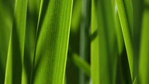 Green grass blur in the background of bright sunlight from the back Stock Footage 220101869