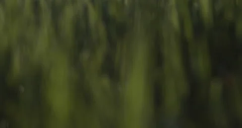 Green grass blur movement Stock Footage 108437792